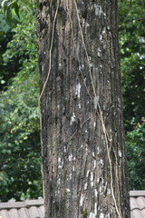 Acacia auriculiformis