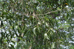 Acacia auriculiformis