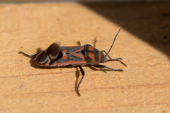 Graptostethus septus