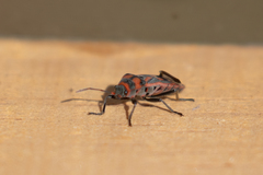 Graptostethus septus