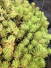 Sedum mexicanum