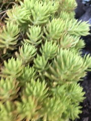 Sedum mexicanum