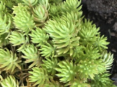 Sedum mexicanum