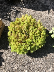 Sedum mexicanum