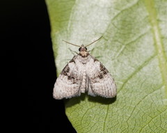 Acatapaustus metallopa