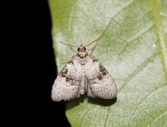 Acatapaustus metallopa