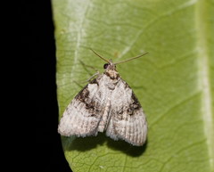 Acatapaustus metallopa