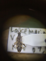 Ozophora salsaverdeae