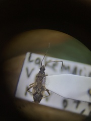 Ozophora salsaverdeae