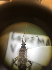 Ozophora salsaverdeae