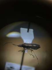 Ozophora salsaverdeae