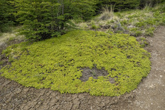 Baccharis magellanica