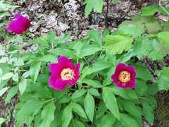 Paeonia officinalis