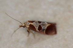 Choristis discotypa