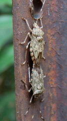 Bathrus variegatus