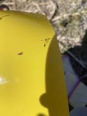 Leptopteromyia americana