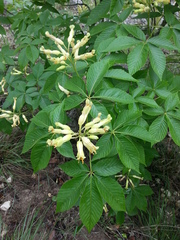 Aesculus pavia flavescens