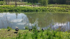 Fulica atra