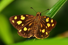 Metisella metis