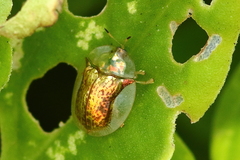 Aspidimorpha quadriremis