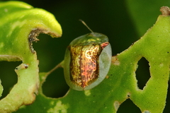 Aspidimorpha quadriremis