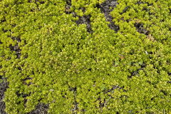 Baccharis magellanica