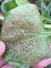 Puccinia vincae