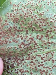 Puccinia vincae