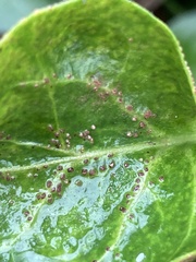 Puccinia vincae