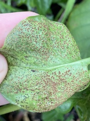 Puccinia vincae