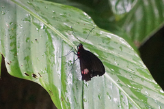 Parides erithalion