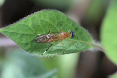 Ptecticus testaceus