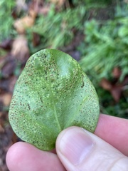 Puccinia vincae