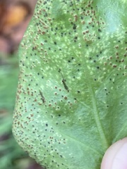 Puccinia vincae