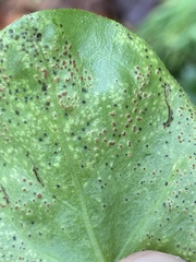 Puccinia vincae