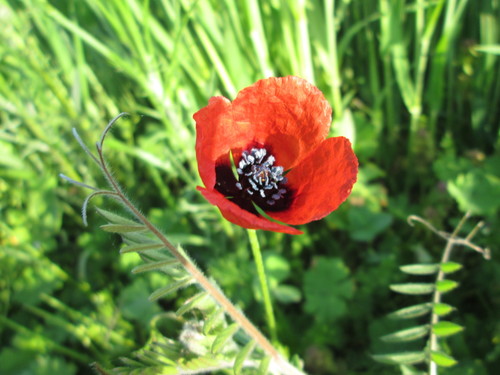 Papaver argemone iNat (1)