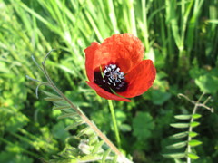 Papaver argemone