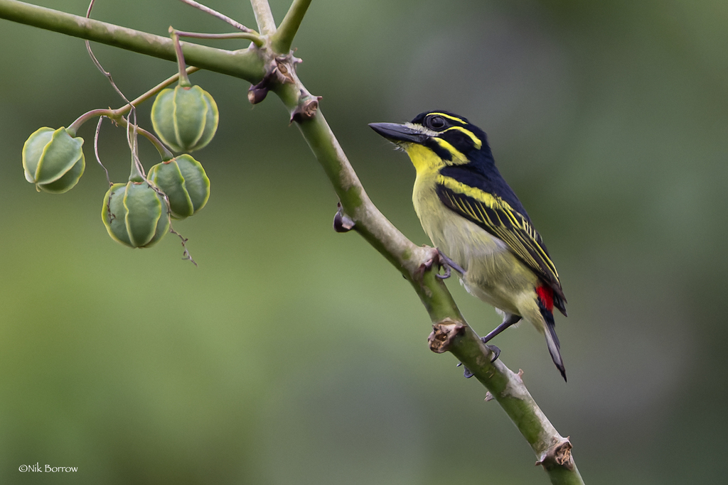 Red-rumped Tinkerbird photo