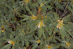 Astragalus creticus