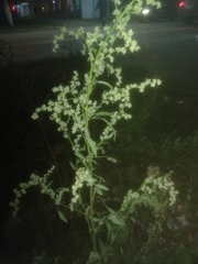 Chenopodium album