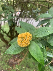 Buddleja weyeriana