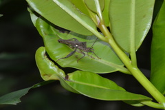 Mictis longicornis