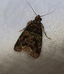 Orthaga atribasalis