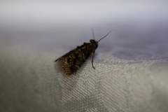 Orthaga atribasalis