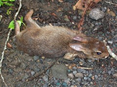 Sylvilagus gabbi