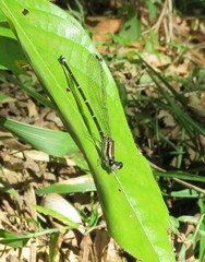 Argia oculata image