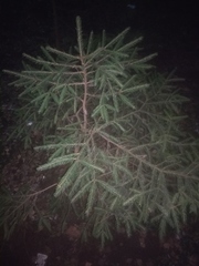 Picea abies