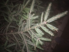 Picea abies