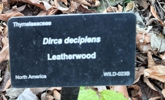 Dirca decipiens