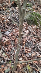 Dirca decipiens
